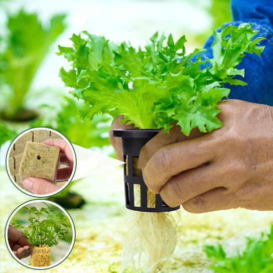 Cubes de Laine de Roche pour Culture Hydroponique - 50 Pièces - Mon Coin Jardin
