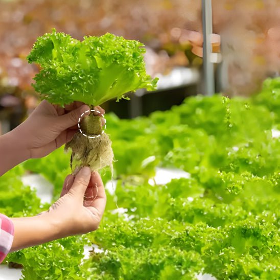 Cubes de Laine de Roche pour Culture Hydroponique - 50 Pièces - Mon Coin Jardin