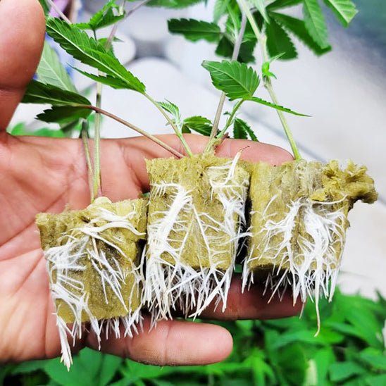 Cubes de Laine de Roche pour Culture Hydroponique - 50 Pièces - Mon Coin Jardin