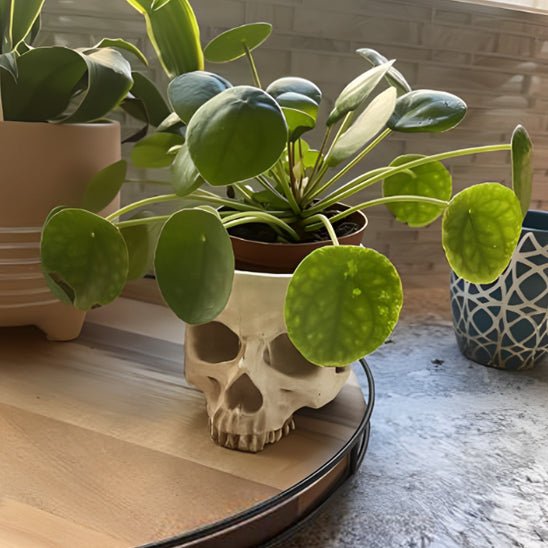 Pot de fleur | Skull - Mon Coin Jardin